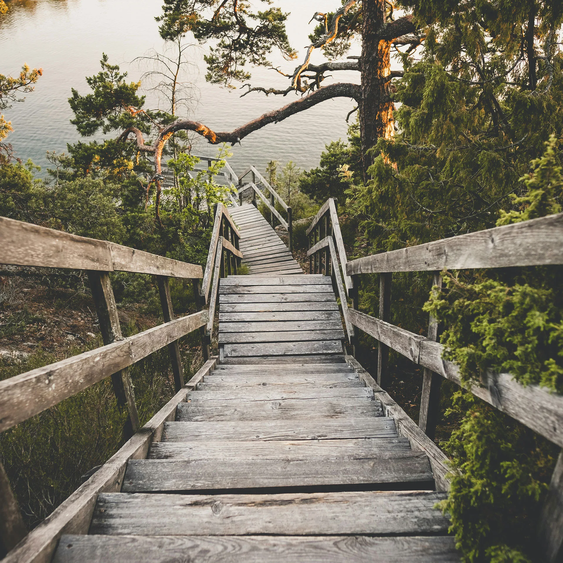 Naturbild trappa i en skog ner mot vatten